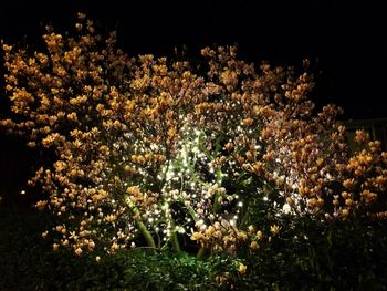 View of trees at night