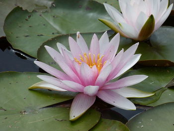 High angle view of pink water lily floating on pond