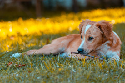 Dog relaxing on field