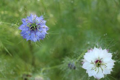 Close-up of purple flowering plant