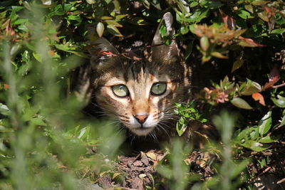 Close-up portrait of cat