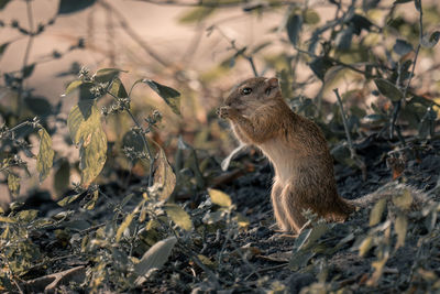 Close-up of squirrel