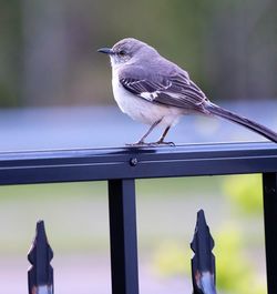 Close-up of bird perching on metal railing