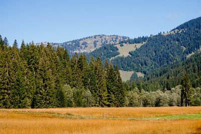 Scenic view of pine trees on field against sky