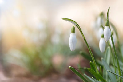 Changing seasons in nature, springtime. blooming delicate snowdrop - galanthus nivalis in sunny day