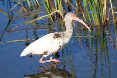 Bird perching on a lake