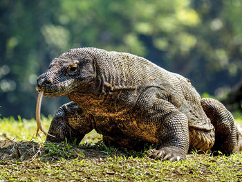 Close-up of a komodo dragon on field