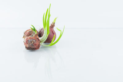 Close-up of food on table against white background