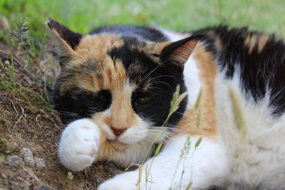 Close-up of cat resting