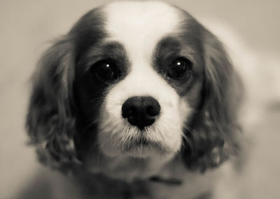 Close-up of dog