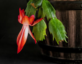 Close-up of red flowering plant