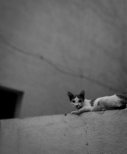 Portrait of cat on wall