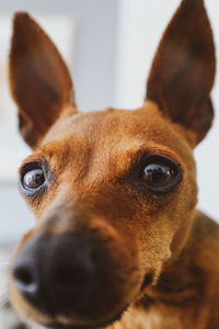 Close-up portrait of a dog