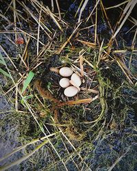 High angle view of eggs in grass