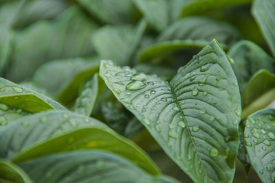 Close-up of wet leaves