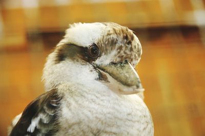 Close-up of owl