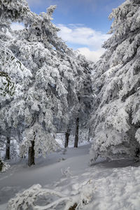 Trees on snow covered mountain against sky