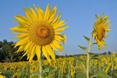 Close-up of sunflower on field against sky