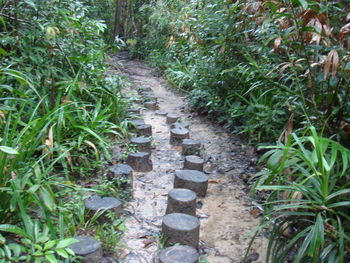 Footpath amidst plants on field