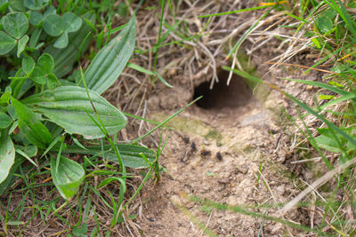 High angle view of plants growing on field