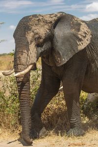 View of elephant on field