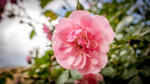 Close-up of bee on pink flower