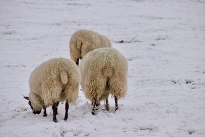 Sheep standing on snow covered field