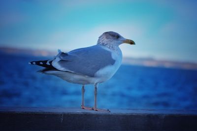 Close-up of seagull perching on blue sea