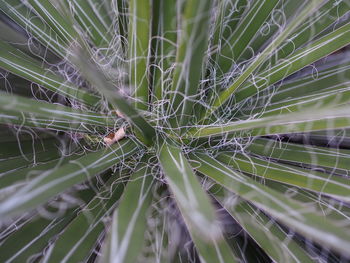 Close-up of spider on web