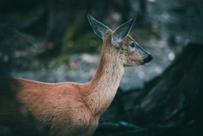 Close-up of deer