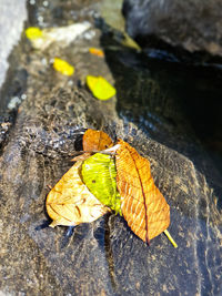 High angle view of butterfly on rock