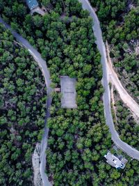 High angle view of plants by trees