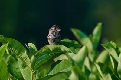 View of bird perching on plant