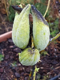 Close-up of green plant