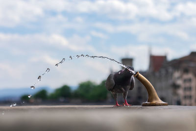 Pigeon drinking water from a fountain, zurich, switzerland, public drinking well in city.