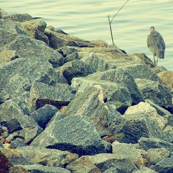 Rear view of man perching on rock by sea