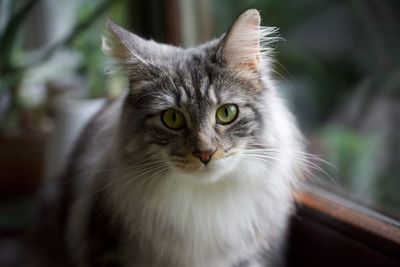 Close-up portrait of cat