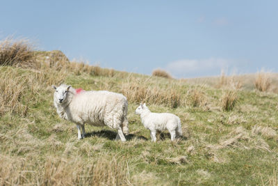 Adult sheep and the lamb on the wild pastures of brecon beacons, wales, uk