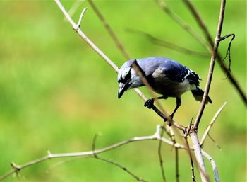 Close-up of bird perching on branch