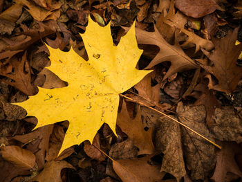 High angle view of yellow maple leaf