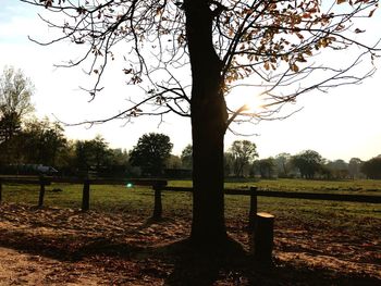 Trees on field against clear sky