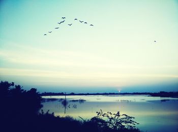 Flock of birds flying over sea