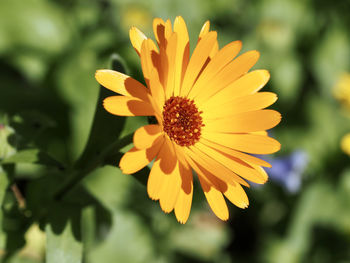 Close-up of yellow flower