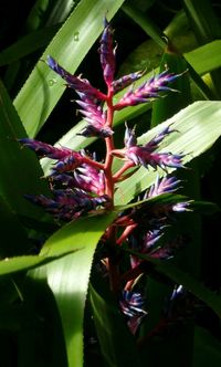 Close-up of bumblebee on plant