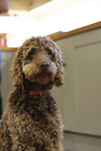 Close-up portrait of a dog