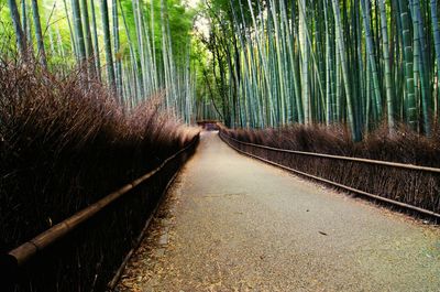Footpath amidst bamboo groves in forest