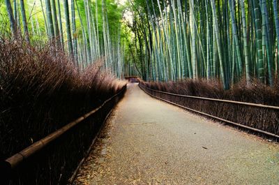 Road passing through forest