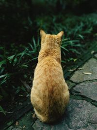 Cat on field