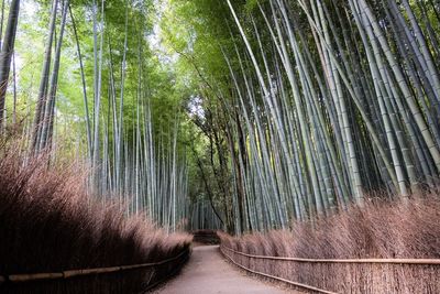 Walkway amidst trees in forest