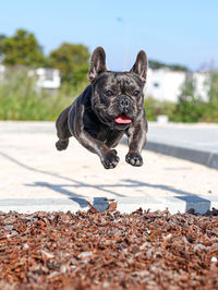 Portrait of a dog running